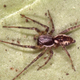Image for article titled Good News, Ghost Spiders Can Fly